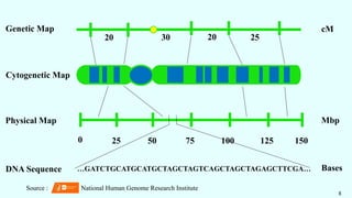 8
0 150
125
100
75
50
25
Mbp
cM
20 20
30 25
Genetic Map
Physical Map
Cytogenetic Map
DNA Sequence …GATCTGCATGCATGCTAGCTAGTCAGCTAGCTAGAGCTTCGA… Bases
Source : National Human Genome Research Institute
 