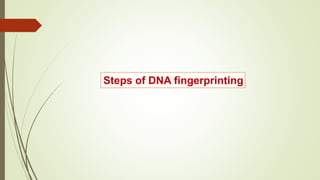 Steps of DNA fingerprinting
 