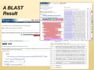 A BLAST
Result
 