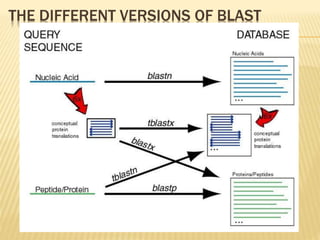 THE DIFFERENT VERSIONS OF BLAST
 