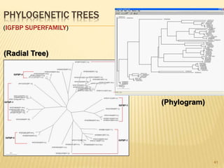 PHYLOGENETIC TREES
(IGFBP SUPERFAMILY)
41
(Radial Tree)
(Phylogram)
 