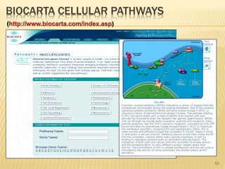 BIOCARTA CELLULAR PATHWAYS
63
(http://www.biocarta.com/index.asp)
 