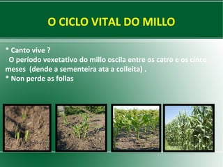O CICLO VITAL DO MILLO
* Canto vive ?
O período vexetativo do millo oscila entre os catro e os cinco
meses (dende a sementeira ata a colleita) .
* Non perde as follas

 