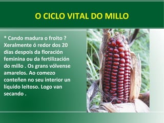 O CICLO VITAL DO MILLO
* Cando madura o froito ?
Xeralmente ó redor dos 20
días despois da floración
feminina ou da fertilización
do millo . Os grans vólvense
amarelos. Ao comezo
conteñen no seu interior un
líquido leitoso. Logo van
secando .

 