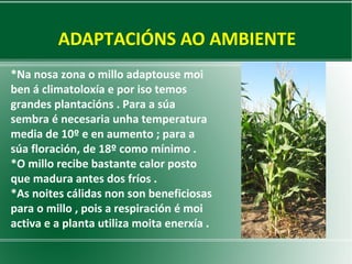 ADAPTACIÓNS AO AMBIENTE
*Na nosa zona o millo adaptouse moi
ben á climatoloxía e por iso temos
grandes plantacións . Para a súa
sembra é necesaria unha temperatura
media de 10º e en aumento ; para a
súa floración, de 18º como mínimo .
*O millo recibe bastante calor posto
que madura antes dos fríos .
*As noites cálidas non son beneficiosas
para o millo , pois a respiración é moi
activa e a planta utiliza moita enerxía .

 