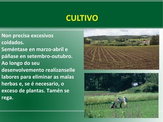 CULTIVO
Non precisa excesivos
coidados.
Seméntase en marzo-abril e
páñase en setembro-outubro.
Ao longo do seu
desenvolvemento realízanselle
labores para eliminar as malas
herbas e, se é necesario, o
exceso de plantas. Tamén se
rega.

 