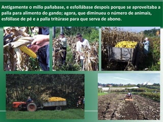 Antigamente o millo pañabase, e esfollábase despois porque se aproveitaba a
palla para alimento do gando; agora, que diminueu o número de animais,
esfóllase de pé e a palla tritúrase para que serva de abono.

 