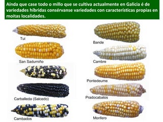 Aínda que case todo o millo que se cultiva actualmente en Galicia é de
variedades híbridas consérvanse variedades con características propias en
moitas localidades.

Tui

San Sadurniño

Bande

Cambre

Pontedeume

Carballeda (Salcedo)

Cambados

Pradocabalos

Monfero

 