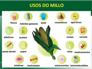 USOS DO MILLO

 