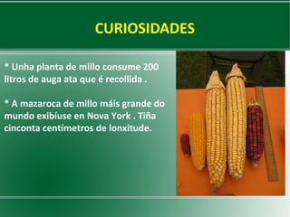 CURIOSIDADES
* Unha planta de millo consume 200
litros de auga ata que é recollida .
* A mazaroca de millo máis grande do
mundo exibíuse en Nova York . Tiña
cinconta centímetros de lonxitude.

 