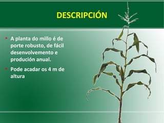 DESCRIPCIÓN
●

●

A planta do millo é de
porte robusto, de fácil
desenvolvemento e
produción anual.
Pode acadar os 4 m de
altura

 