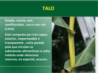 TALO
●

●

Simple, erecto, sen,
ramificacións , oco e con nós
(cana).
Está composto por tres capas:
exterior, impermeable e
transparente , unha parede
pola que circulan as
substancias alimenticias e unha
médula onde almacena
reservas, en especial, azucres.

 