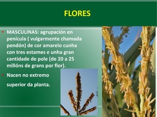 FLORES
●

●

MASCULINAS: agrupación en
penícula ( vulgarmente chamada
pendón) de cor amarelo cunha
con tres estames e unha gran
cantidade de pole (de 20 a 25
millóns de grans por flor).
Nacen no extremo
superior da planta.

 