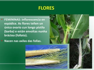 FLORES
●

●

FEMININAS: inflorescencia en
espádice. As flores teñen un
único ovario cun longo pistilo
(barba) e están envoltas nunha
bráctea (follato).
Nacen nas axilas das follas.

 