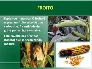 FROITO
●

●

Espiga ou mazaroca. O froito é
o gran, un froito seco de tipo
cariópside. A cantidade de
grans por espiga é variable.
Está envolta nas brácteas
(follato) que se secan cando
madura.

 