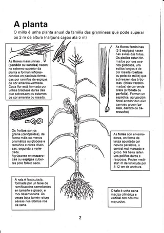 A planta
O millo é unha planta anual da familia das gramíneas que pode superar
os 3 m de altura (nalgúns casos ata 5 m)
As flores masculinas
(pendón ou candea) nacen
no extremo superior da
planta e forman inflores-
cencias en panícula forma-
das por ramiños de espigas
de cor amarela-vermella.
Cada flor está fomada por
unhas brácteas duras das
que sobresaen os estames
de cor amarela ou rosada.
As flores femininas
(2-3 espigas) nacen
nas axilas das follas.
Os pistilos están for-
rnados por uns ova-
rios globosos, uns
estilos longos e de
cor rosada (barbas
ou pelo do millo) que
sobresaen das brác-
teas (follas transfor-
madas) de cor verde
crara (o follato ou
perfolla). Forman un
espádice, agrupación
floral arredor dun eixo
carnoso groso (ca-
rolo, carozo ou ca-
rroucho)
Os froitos son os
grans (cariópsides), de
forma máis ou menos
prismática ou globosa e
tamaños e cores d¡ver-
sas, segundo a varie-
dade.
Agrúpanse en mazaro-
cas ou espigas cuber-
tas polo follato seco.
A ¡aiz é fasciculada,
formada por un feixe de
ramificacións semellantes
en tamaño e grosor, e
moi desenvolvida. As
veces bota tamén raíces
aéreas nos últimos nós
da cana.
As follas son envaina-
doras, en forma de
lanza apuntada cor
nervos paralelos, o
central moi marcado e
groso. Na beira teñen
uns peliños duros e
rasposos. Poden medir
atal m de lonxitude por
5-12 cm de anchura.
O talo é unha cana
maciza cilíndrica e
vertical con nós moi
marcados.
2
 