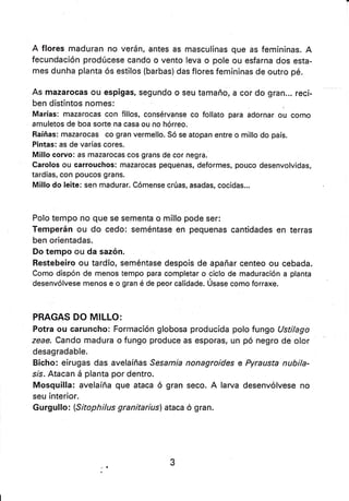 A flores maduran no verán, antes as masculinas que as femininas. A
fecundación prodúcese cando o vento leva o pole ou esfarna dos esta-
mes dunha planta ós estilos (barbas) das flores femininas de outro pé.
As mazarocas ou espigas, segundo o seu tamaño, a cor do gran... reci-
ben distintos nomes:
Marías: mazarocas con fillos, consérvanse co follato para adornar ou como
amuletos de boa sorte na casa ou no hórreo.
Raíñas: mazarocas co gran vermello. Só se atopan entre o millo do país.
Pintas: as de varias cores.
Millo corvo: as mazarocas cos grans de cor negra.
Carolos ou carrouchos: mazarocas pequenas, deformes, pouco desenvolvidas,
tardías, con poucos grans.
Millo do leite: sen madurar. Cómense crúas, asadas, cocidas...
Polo tempo no que se sementa o millo pode ser:
Temperán ou do cedo: seméntase en pequenas cant¡dades en terras
ben oríentadas.
Do tempo ou da sazón.
Restebeiro ou tardío, seméntase despois de apañar centeo ou cebada.
Como dispón de menos tempo para completar o ciclo de maduración a planta
desenvólvese menos e o gran é de peor calidade. Úsase como forraxe.
PRAGAS DO MILLO:
Potra ou caruncho: Formación globosa producida polo fungo Ustilago
zeae. Cando madura o fungo produce as esporas, un pó negro de olor
desagradable.
Bicho: eirugas das avelaíñas Sesamra nonagroides e Pyrausta nubila-
srs. Atacan á planta por dentro.
Mosquilla: avelaíña que ataca ó gran seco. A larva desenvólvese no
seu interior.
Gurgullo: {Sitophilus granitariusl ataca ó gran.
 