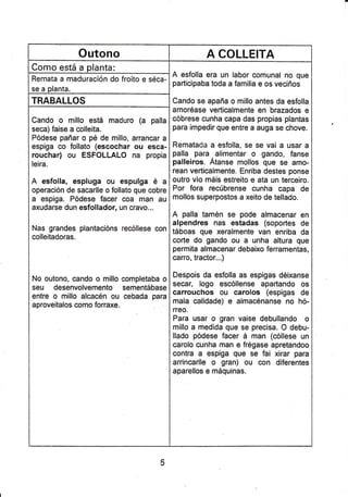 Outono A COLLEITA
Como está a olanta:
A esfolla era un labor comunal no que
participaba toda a familia e os veciños
Cando se apaña o millo antes da esfolla
amoréase verticalmente en brazados e
cóbrese cunha capa das propias plantas
para impedir que entre a auga se chove.
Rematada a esfolla, se se vai a usar a
palla para alimentar o gando, fanse
palleiros. Átanse mollos que se amo-
rean verticalmente. Enriba destes ponse
outro vío máis estreito e ata un terceiro.
Por fora recúbrense cunha capa de
mollos superpostos a xeito de tellado.
A palla tamén se pode almacenar en
alpendres nas estadas (soportes de
táboas que xeralmente van enriba da
corte do gando ou a unha altura que
permita almacenar debaixo ferramentas,
carro, tractor...)
Despois da esfolla as espigas déixanse
secar, Iogo escóllense apartando os
carrouchos ou carolos (espigas de
mala calidade) e almacénanse no hó-
rreo.
Para usar o gran vaise debullando o
millo a medida que se precisa. O debu-
llado pódese facer á man (cóllese un
carolo cunha man e frégase apretandoo
contra a espiga que se fai xirar para
arrincarlle o gran) ou con diferentes
aparellos e máquinas.
Remata a maduración do froito e séca-
se a olanta.
TRABALLOS
Cando o millo está maduro (a palla
seca) faise a colleita.
Pódese pañar o pé de millo, arrancat a
espiga co follato (escochar ou esca-
rouchar) ou ESFOLLALO na propia
leira.
A esfolla, espluga ou espulga é a
operación de sacarlle o follato que cobre
a espiga. Pódese facer coa man .au
axudarse dun esfollador, un cravo...
Nas grandes plantacións recóllese con
colleitadoras.
No outono, cando o millo completaba o
seu desenvolvemento sementábase
entre o millo alcacén ou cebada para
aproveilalos como forraxe
 