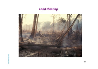 Paul Mahony 2013

Land Clearing

60

 