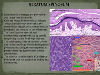 Oral mucous membrane | PPTX