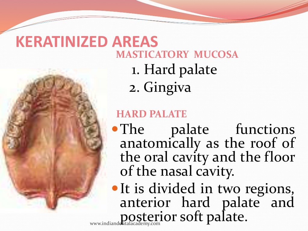 oral mucous membranes2 /certified fixed orthodontic courses by India…