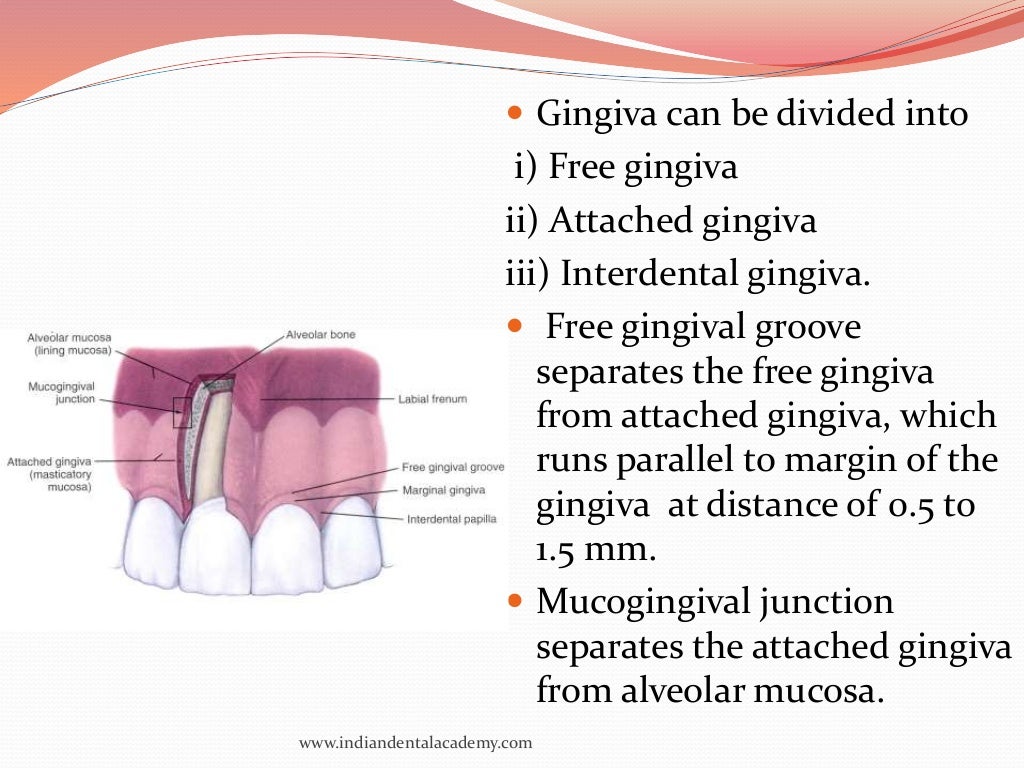 oral mucous membranes2 /certified fixed orthodontic courses by India…