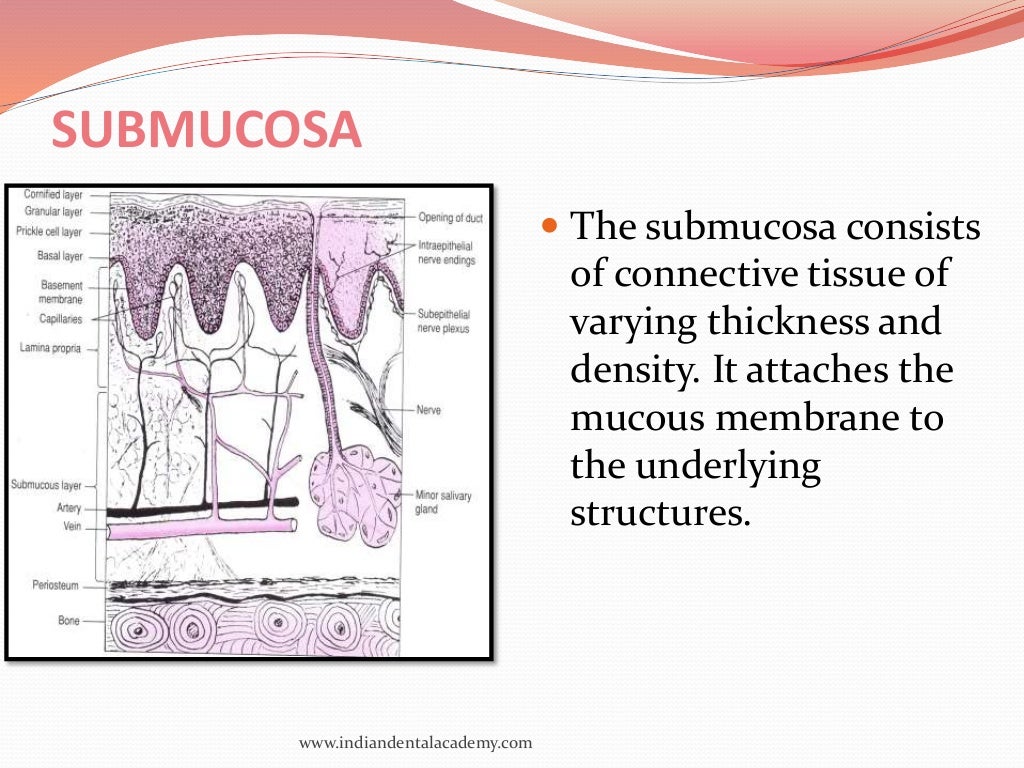 oral mucous membranes-2 /certified fixed orthodontic courses by India…