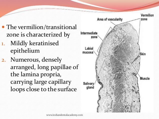 oral mucous membranes-3 / oral surgery courses
