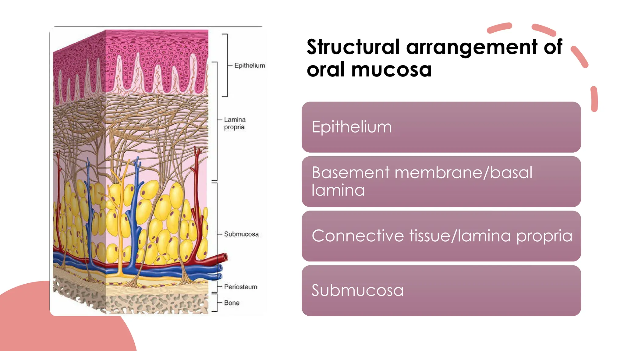 INTRODUCTION TO ORAL MUCOUS MEMBRANE - DR. DEEPTHI K | PPTX