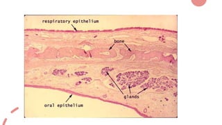 INTRODUCTION TO ORAL MUCOUS MEMBRANE - DR. DEEPTHI K | PPTX