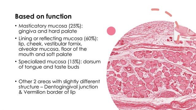 INTRODUCTION TO ORAL MUCOUS MEMBRANE - DR. DEEPTHI K | PPT