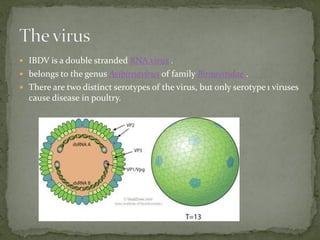  IBDV is a double stranded RNA virus .
 belongs to the genus Avibirnavirus of family Birnaviridae .
 There are two dist...