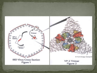 Virus Classification:
IBDV strains are classified into two distinct serotypes,
differentiated by a virus neutralization te...