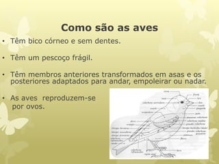 Como são as aves
• Têm bico córneo e sem dentes.
• Têm um pescoço frágil.
• Têm membros anteriores transformados em asas e os
posteriores adaptados para andar, empoleirar ou nadar.
• As aves reproduzem-se
por ovos.
 