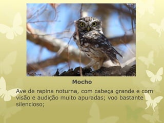 Mocho
Ave de rapina noturna, com cabeça grande e com
visão e audição muito apuradas; voo bastante
silencioso;
 