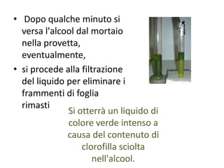 • Dopo qualche minuto si
versa l'alcool dal mortaio
nella provetta,
eventualmente,
• si procede alla filtrazione
del liquido per eliminare i
frammenti di foglia
rimasti
Si otterrà un liquido di
colore verde intenso a
causa del contenuto di
clorofilla sciolta
nell'alcool.
 