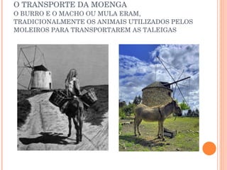 O TRANSPORTE DA MOENGA O BURRO E O MACHO OU MULA ERAM, TRADICIONALMENTE OS ANIMAIS UTILIZADOS PELOS MOLEIROS PARA TRANSPORTAREM AS TALEIGAS 