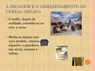 A SECAGEM E O ARMAZENAMENTO DO CEREAL (MILHO) O milho, depois de malhado, estendia-se na eira, a secar. Media-se depois com uma medida, chamada alqueire, e guardava-se nas arcas, arcazes e tulhas. 