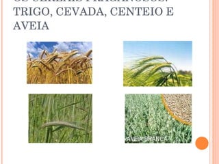 OS CEREAIS PRAGANOSOS: TRIGO, CEVADA, CENTEIO E AVEIA 