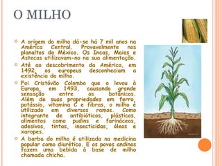 O MILHO A origem do milho dá-se há 7 mil anos na América Central. Provavelmente nos planaltos do México. Os Incas, Maias e Astecas utilizavam-no na sua alimentação.  Até ao descobrimento da América, em 1492, os europeus desconheciam a existência do milho. Foi Cristóvão Colombo que o levou à Europa, em 1493, causando grande sensação entre os botânicos. Além de suas propriedades em ferro, potássio, vitamina C e fibras, o milho é utilizado em diversos ramos. Como integrante de antibióticos, plásticos, alimentos como pudins e farináceos, adesivos, tintas, insecticidas, óleos e xaropes.  A barba do milho é utilizada na medicina popular como diurético. E os povos andinos fazem uma bebida à base de milho chamada   chicha.  