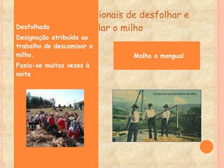 Os métodos tradicionais de desfolhar e descarolar o milho Desfolhada Desfolhada Designação atribuída ao trabalho de descamisar o milho. Fazia-se muitas vezes à noite Malha a mangual 