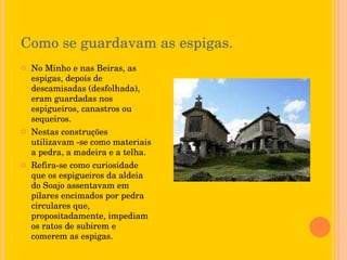 Como se guardavam as espigas. No Minho e nas Beiras, as espigas, depois de descamisadas (desfolhada), eram guardadas nos espigueiros, canastros ou sequeiros. Nestas construções utilizavam -se como materiais a pedra, a madeira e a telha. Refira-se como curiosidade que os espigueiros da aldeia do Soajo assentavam em pilares encimados por pedra circulares que, propositadamente, impediam os ratos de subirem e comerem as espigas. 