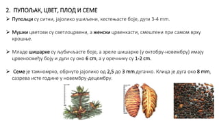 Панчићева оморика - Мерџан | PPT