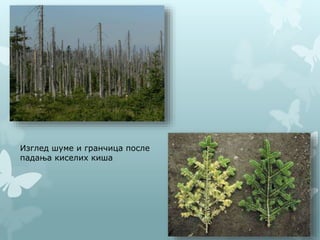 Изглед шуме и гранчица после
падања киселих киша
 