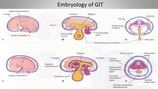 Embryology of GIT
 