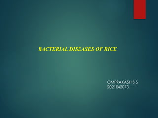 Bacterial disease of rice and their management | PPTX