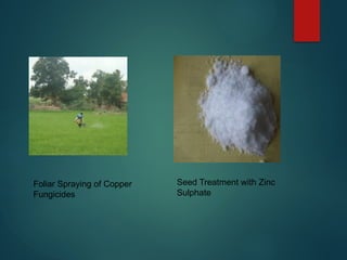Bacterial disease of rice and their management | PPTX