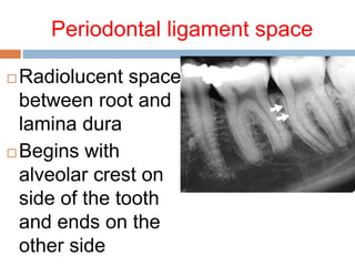 Periodontal ligament space
 Radiolucent space
between root and
lamina dura
 Begins with
alveolar crest on
side of the tooth
and ends on the
other side
 