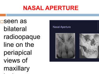 NASAL APERTURE
seen as
bilateral
radioopaque
line on the
periapical
views of
maxillary
 