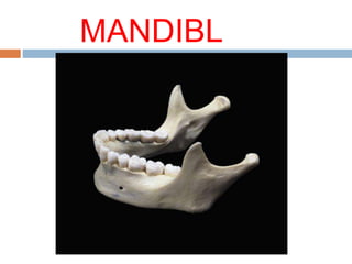 MANDIBL
E
 